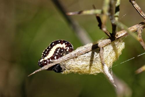 Réf. 229 476 : Heterogynis penella